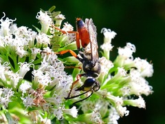 Sphex dorsalis