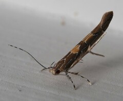 Pyroderces apparitella