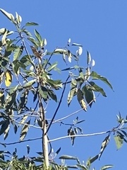 Conirostrum cinereum