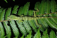Pseudocalotes tympanistriga