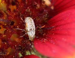 Trigonorhinus limbatus