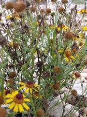 Helenium flexuosum
