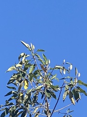 Conirostrum cinereum