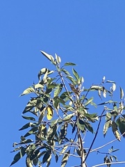 Conirostrum cinereum