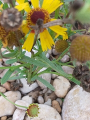 Helenium flexuosum