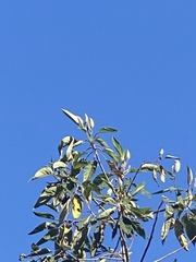 Conirostrum cinereum