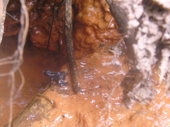 Mannophryne lamarcai