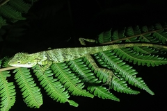 Pseudocalotes tympanistriga