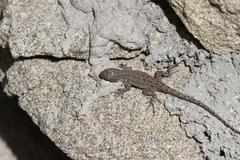 Urosaurus nigricauda