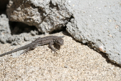 Urosaurus nigricauda