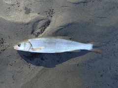 Ptychocheilus oregonensis