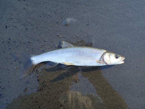 Columbia River dace (Ptychocheilus oregonensis) — Cyprinidae — 2