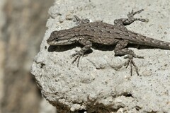 Urosaurus nigricauda