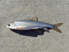 Mylocheilus caurinus