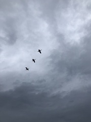 Phalacrocorax capillatus