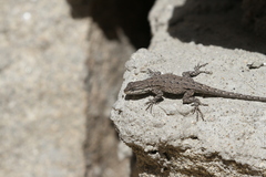Urosaurus nigricauda