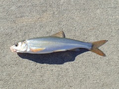 Mylocheilus caurinus