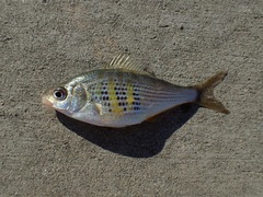 Cymatogaster aggregata