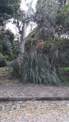 Cortaderia selloana