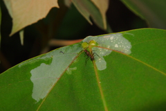 Camponotus nicobarensis