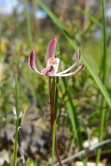 Caladenia fuscata
