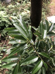 Cinnamomum burmanni