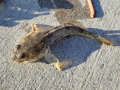 Leptocottus armatus