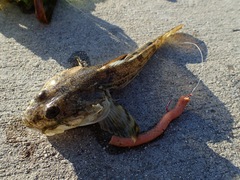 Leptocottus armatus