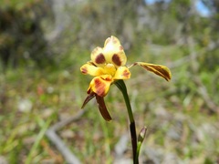 Diuris pardina