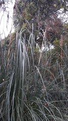 Cortaderia selloana