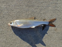 Mylocheilus caurinus