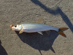 Mylocheilus caurinus