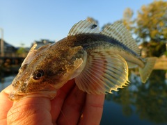 Leptocottus armatus