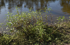 Persicaria attenuata