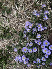 Aster