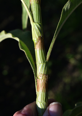 Persicaria attenuata