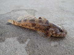 Cottus asper