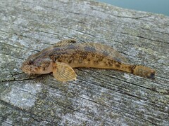 Cottus asper