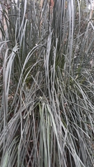 Cortaderia selloana