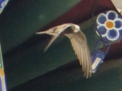 Apus apus pekinensis