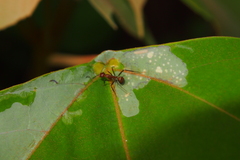 Camponotus nicobarensis