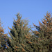 Picea sitchensis - Photo (c) M. Goff, μερικά δικαιώματα διατηρούνται (CC BY-NC-SA), uploaded by M. Goff