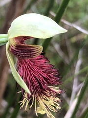 Calochilus grandiflorus