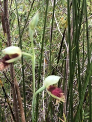 Calochilus grandiflorus