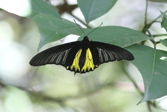Troides aeacus