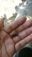 Melanchroia vazquezae