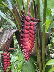 Heliconia mariae