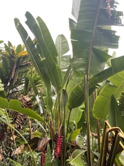 Heliconia mariae