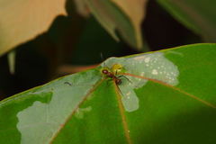 Camponotus nicobarensis