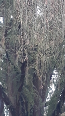 Taxodium mucronatum